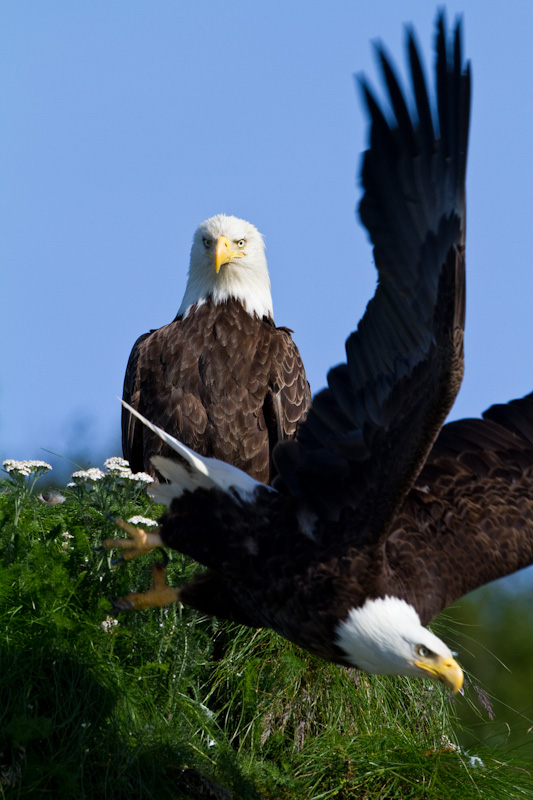 Bald Eagles